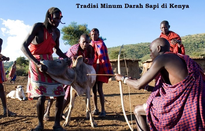 Tradisi minum darah sapi di Kenya